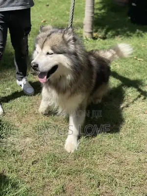 1-3 months Female Purebred Alaskan Malamute