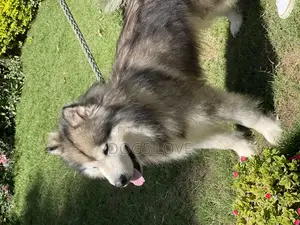 1-3 months Female Purebred Alaskan Malamute