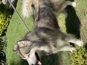 1-3 months Female Purebred Alaskan Malamute