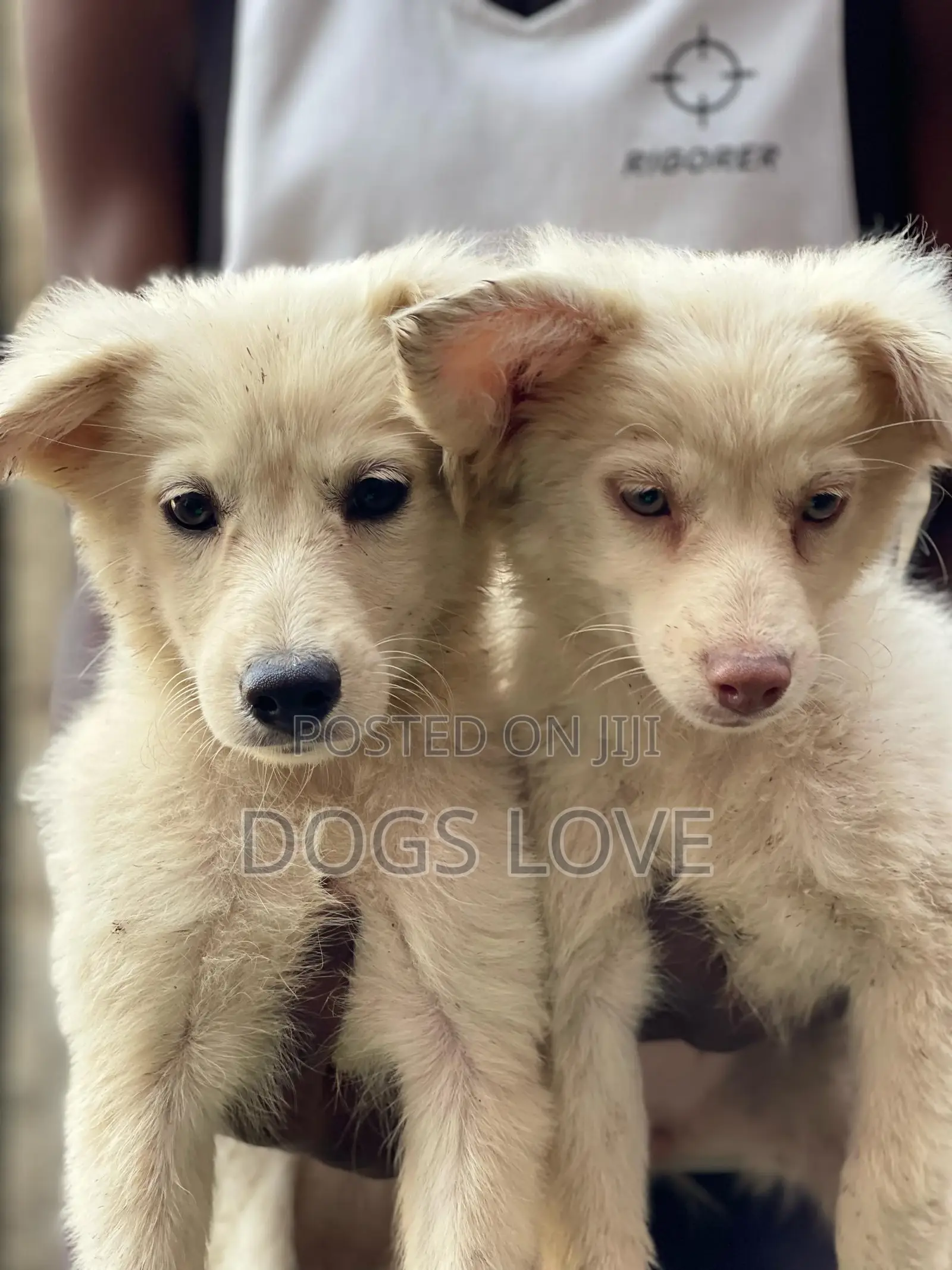 1-3 months Male Purebred Japanese Spitz