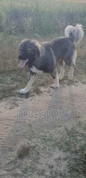6-12 months Female Purebred Caucasian Shepherd