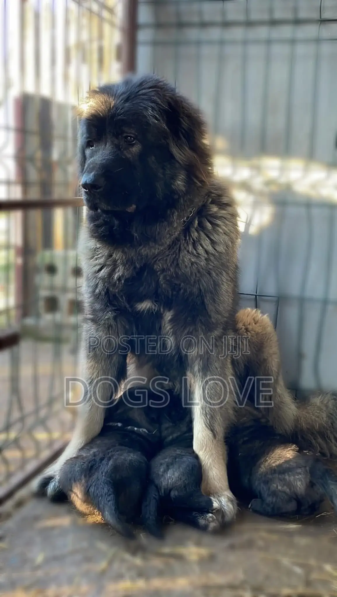 6-12 months Female Purebred Caucasian Shepherd