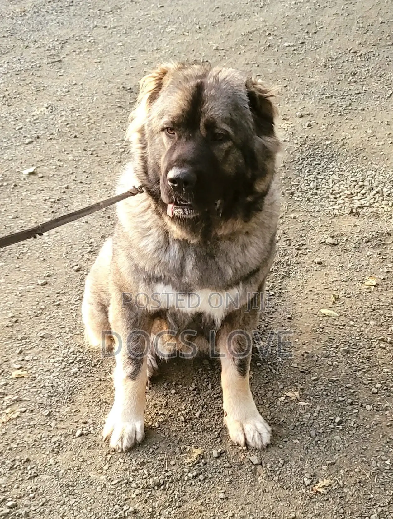 6-12 months Female Purebred Caucasian Shepherd