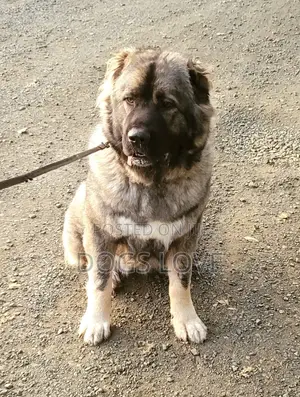 6-12 months Female Purebred Caucasian Shepherd