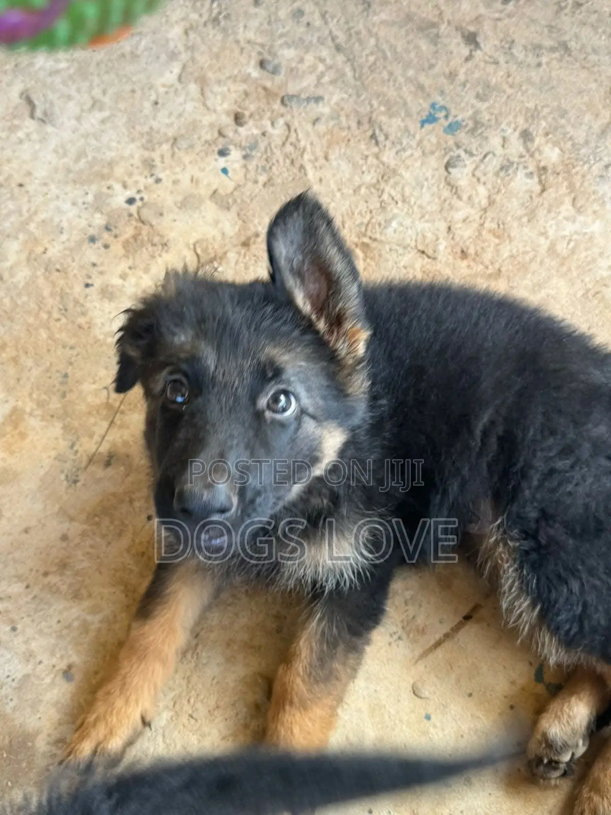 1-3 months Female Purebred German Shepherd