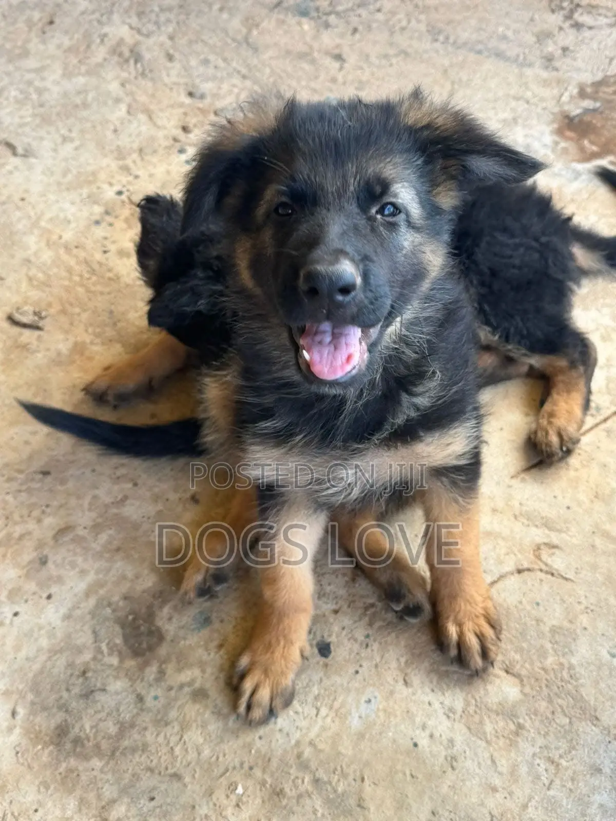 1-3 months Female Purebred German Shepherd