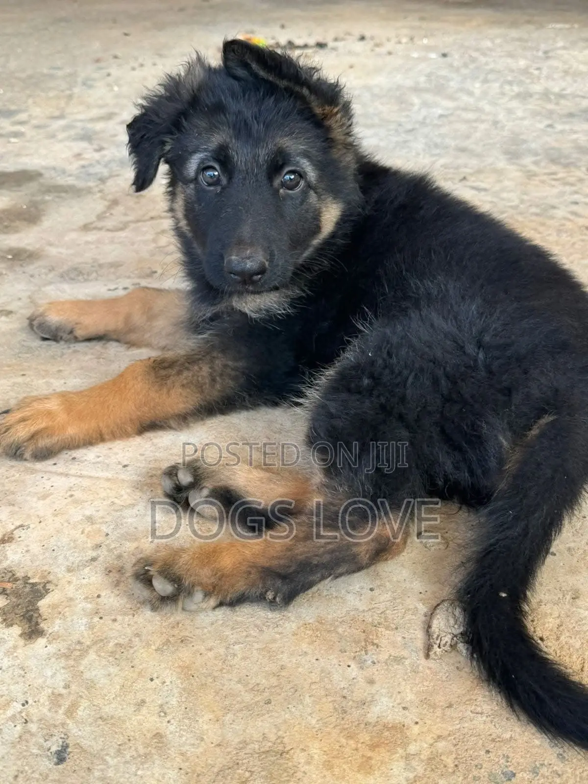 1-3 months Female Purebred German Shepherd
