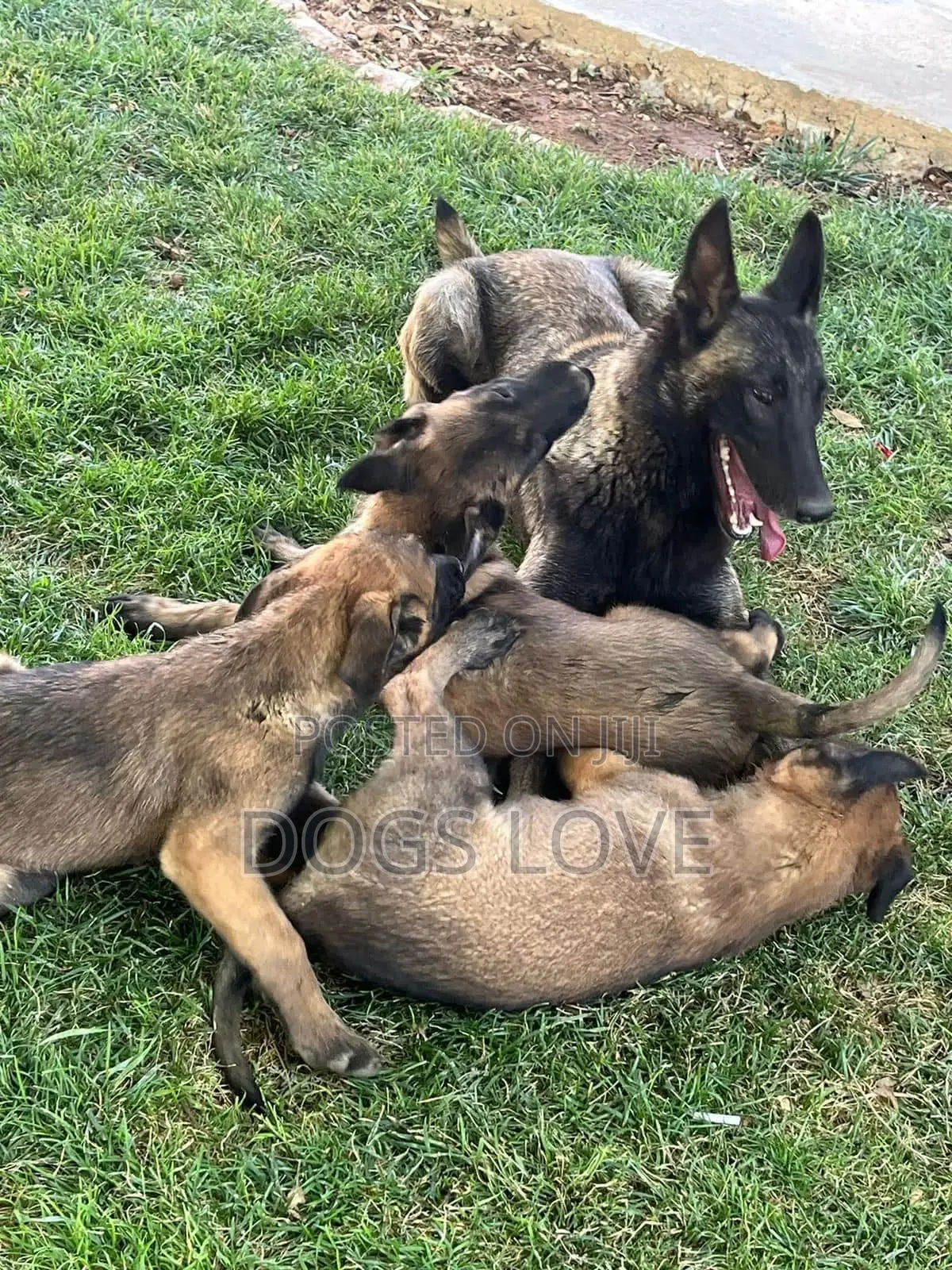 3-6 months Female Purebred Belgian Malinois