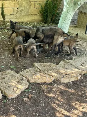 3-6 months Female Purebred Belgian Malinois
