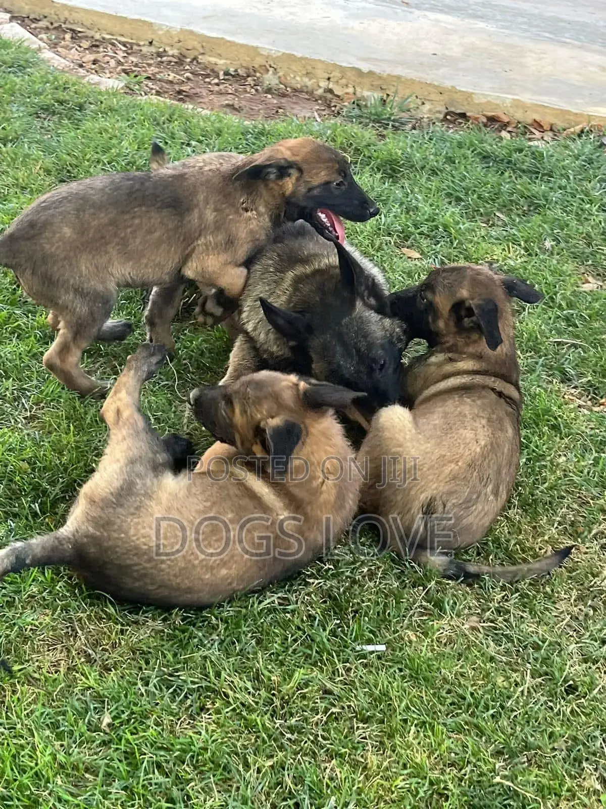 3-6 months Female Purebred Belgian Malinois