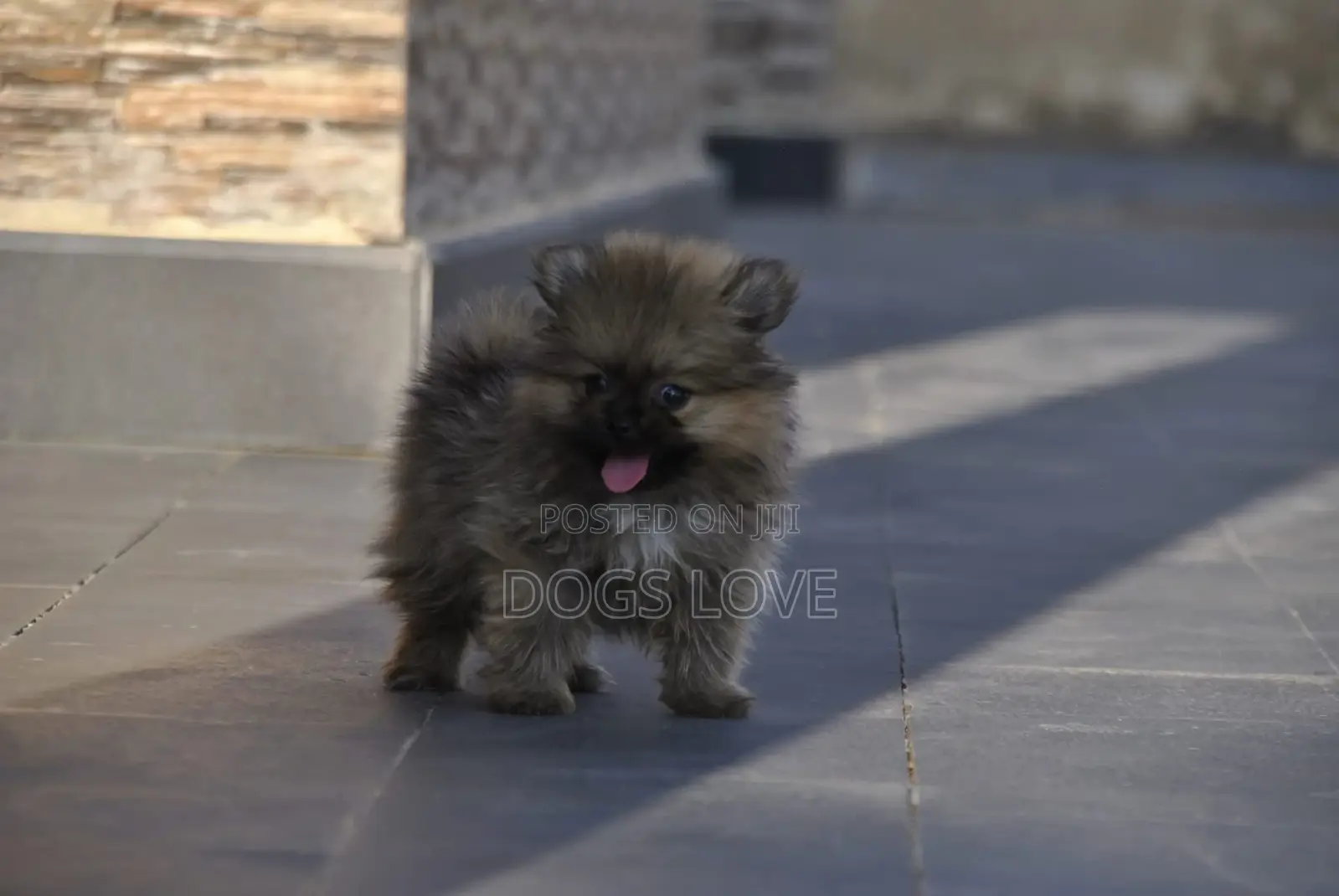 1-3 months Male Purebred Pomeranian