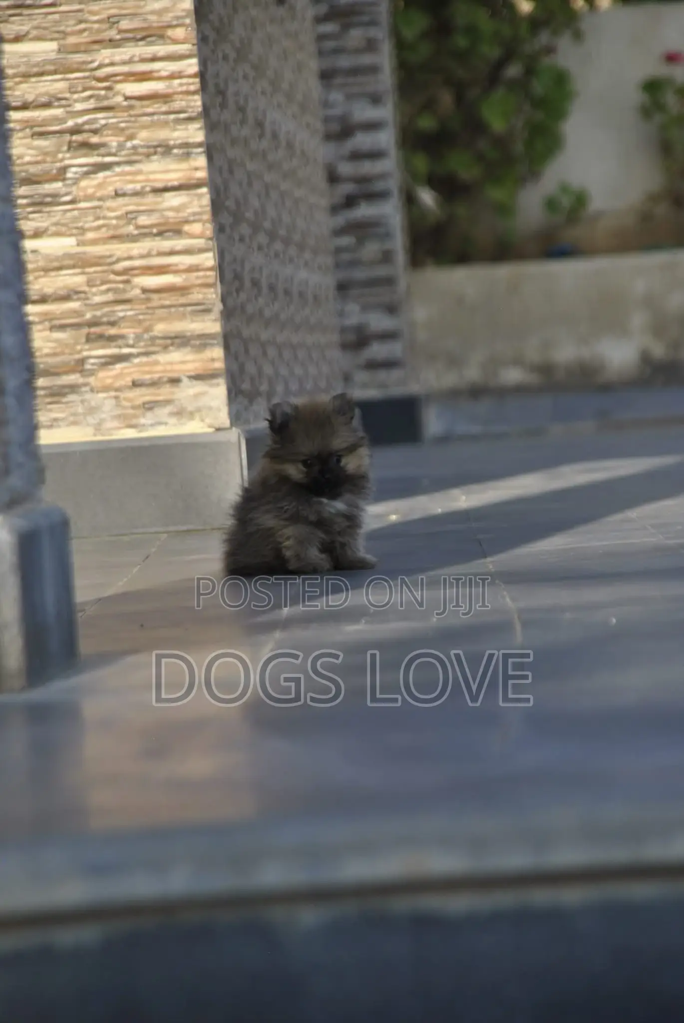 1-3 months Male Purebred Pomeranian