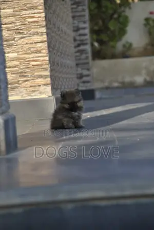 1-3 months Male Purebred Pomeranian