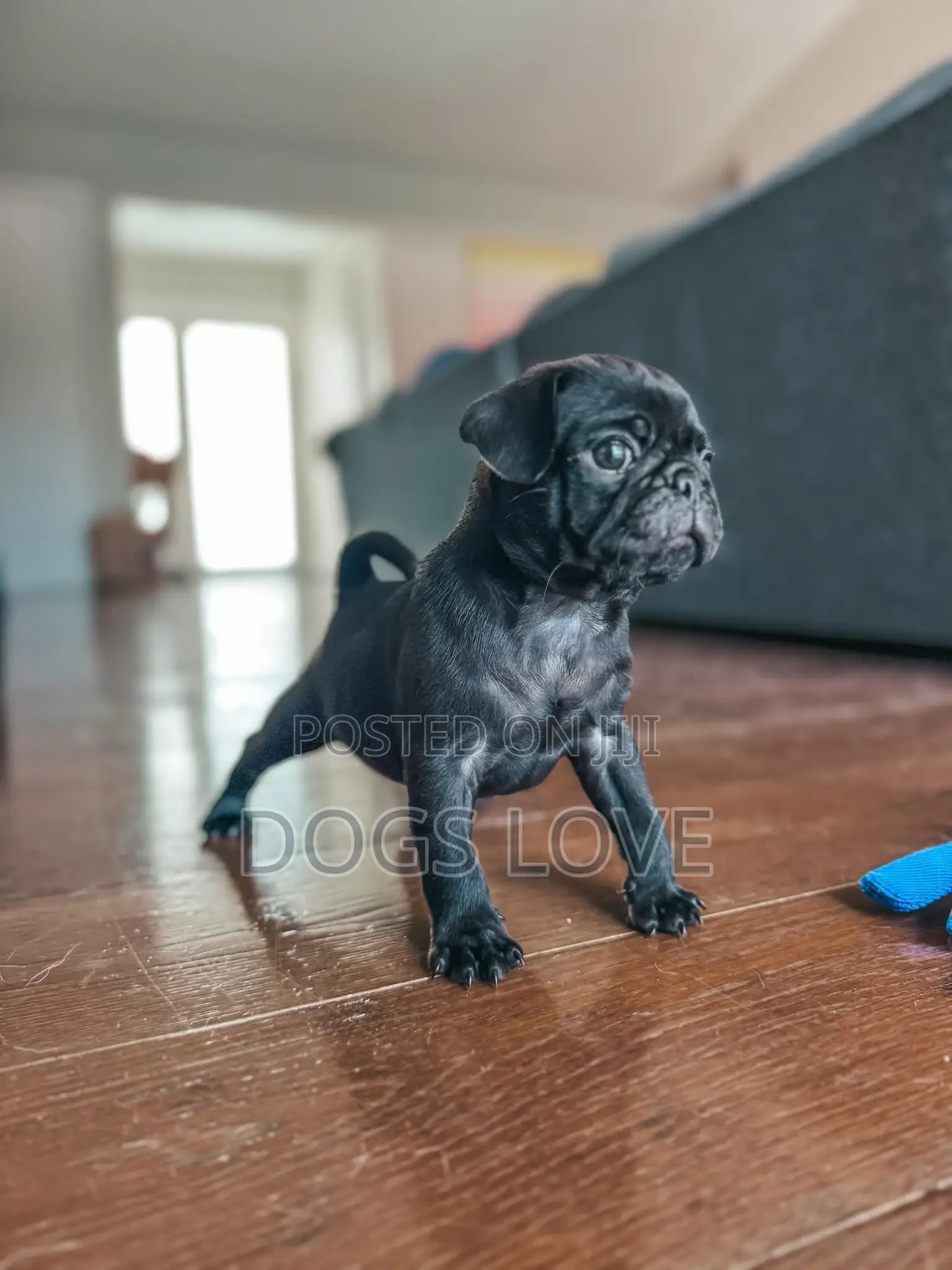1-3 months Female Purebred Pug