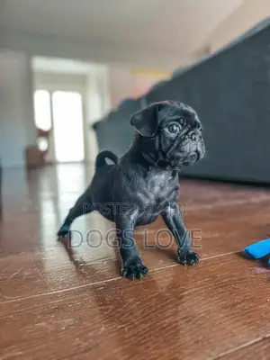 1-3 months Female Purebred Pug