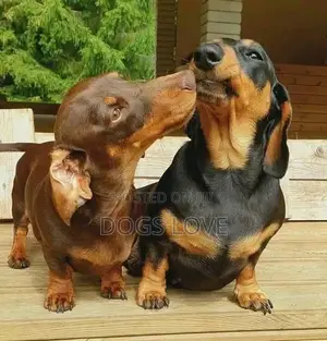 1-3 months Male Purebred Dachshund
