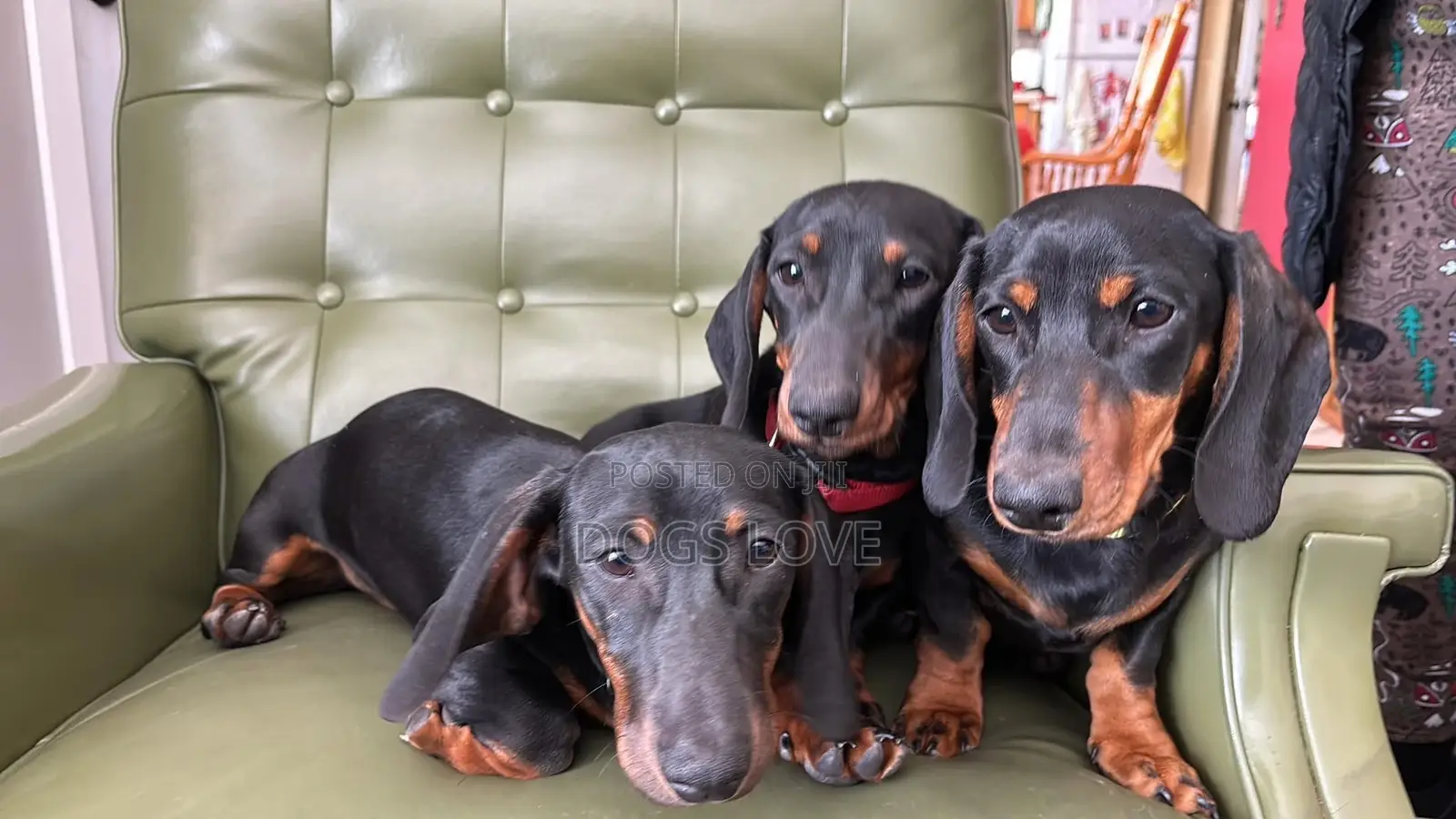 1-3 months Male Purebred Dachshund