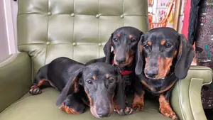 1-3 months Male Purebred Dachshund