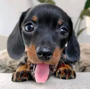 1-3 months Male Purebred Dachshund