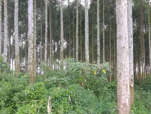 Photo - Cheapest Commercial Land for Sale Kira Call