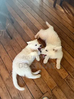 1-3 months Female Purebred White Shepherd