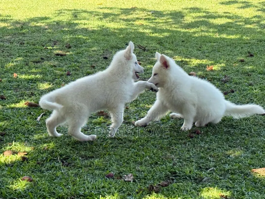 1-3 months Female Purebred White Shepherd