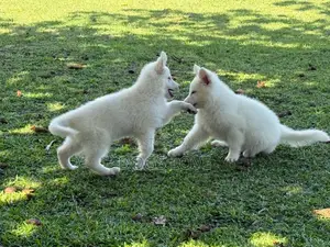 1-3 months Female Purebred White Shepherd