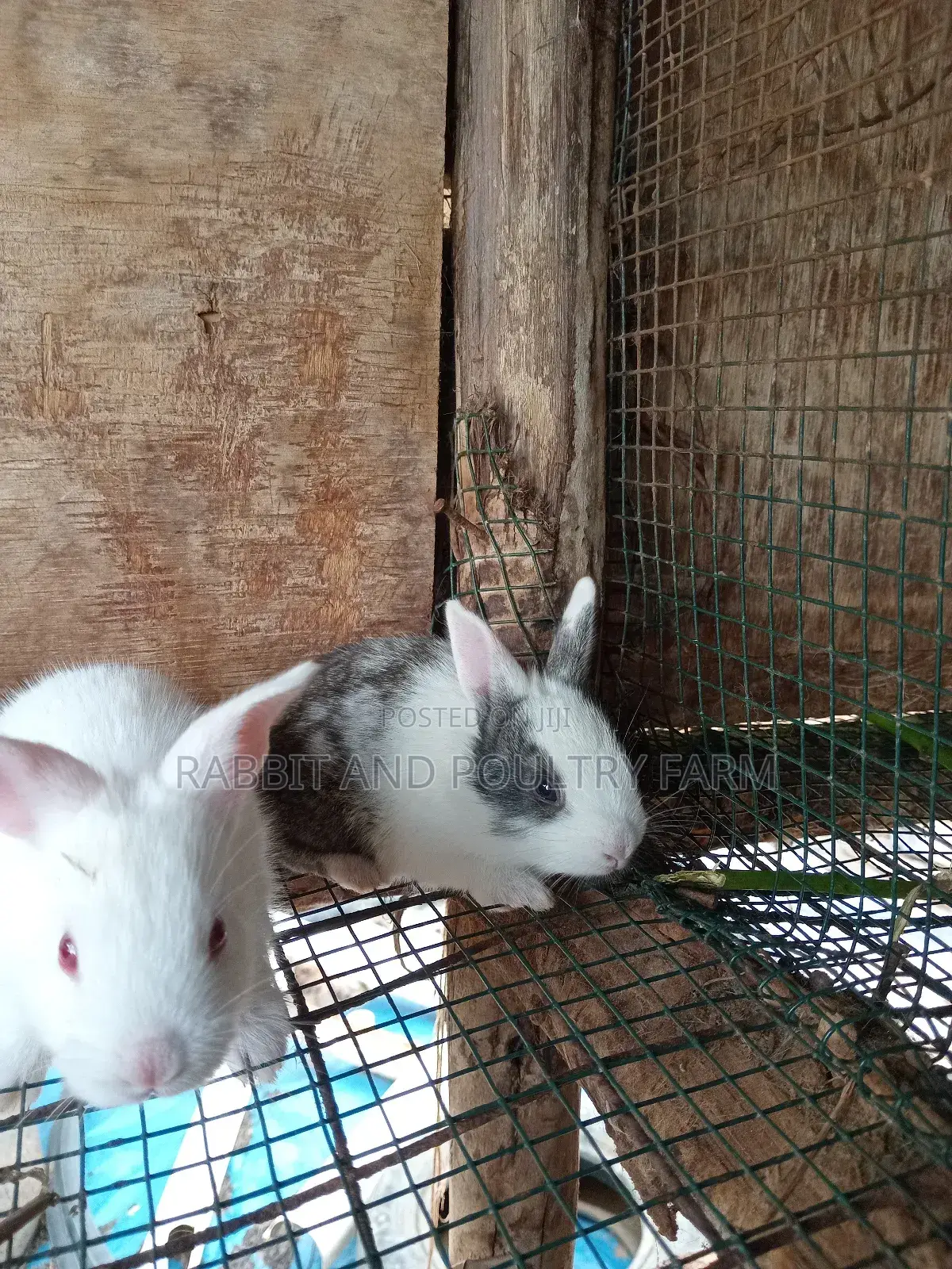 Cross Breed Rabbits in Munyonyo