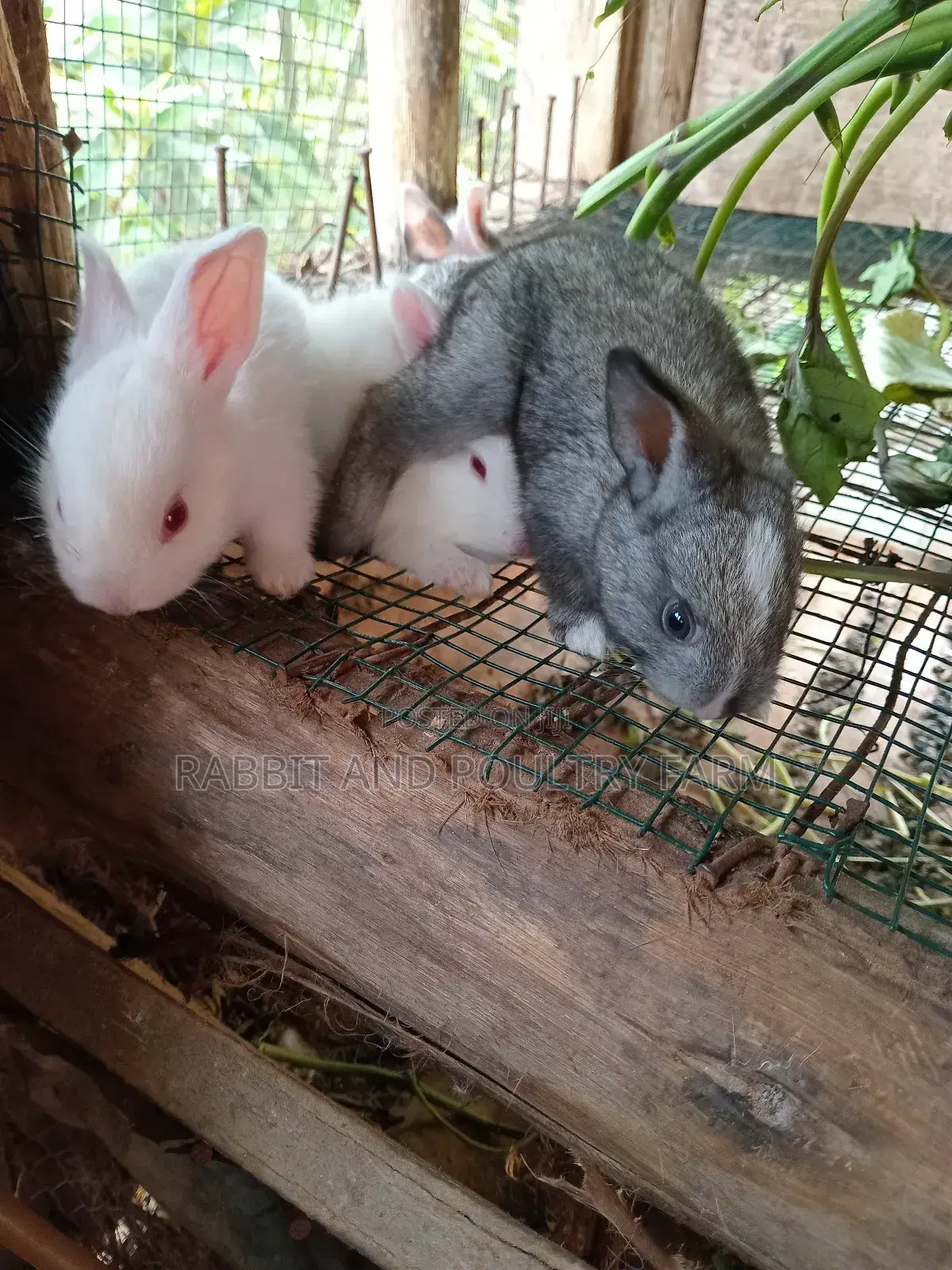 Cross Breed Rabbits in Munyonyo