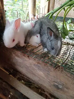 Cross Breed Rabbits in Munyonyo