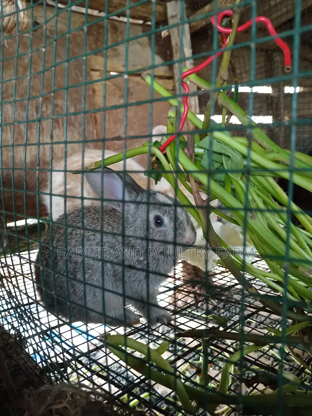 Cross Breed Rabbits in Munyonyo