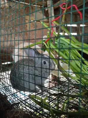 Cross Breed Rabbits in Munyonyo