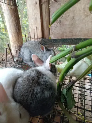 Cross Breed Rabbits in Munyonyo