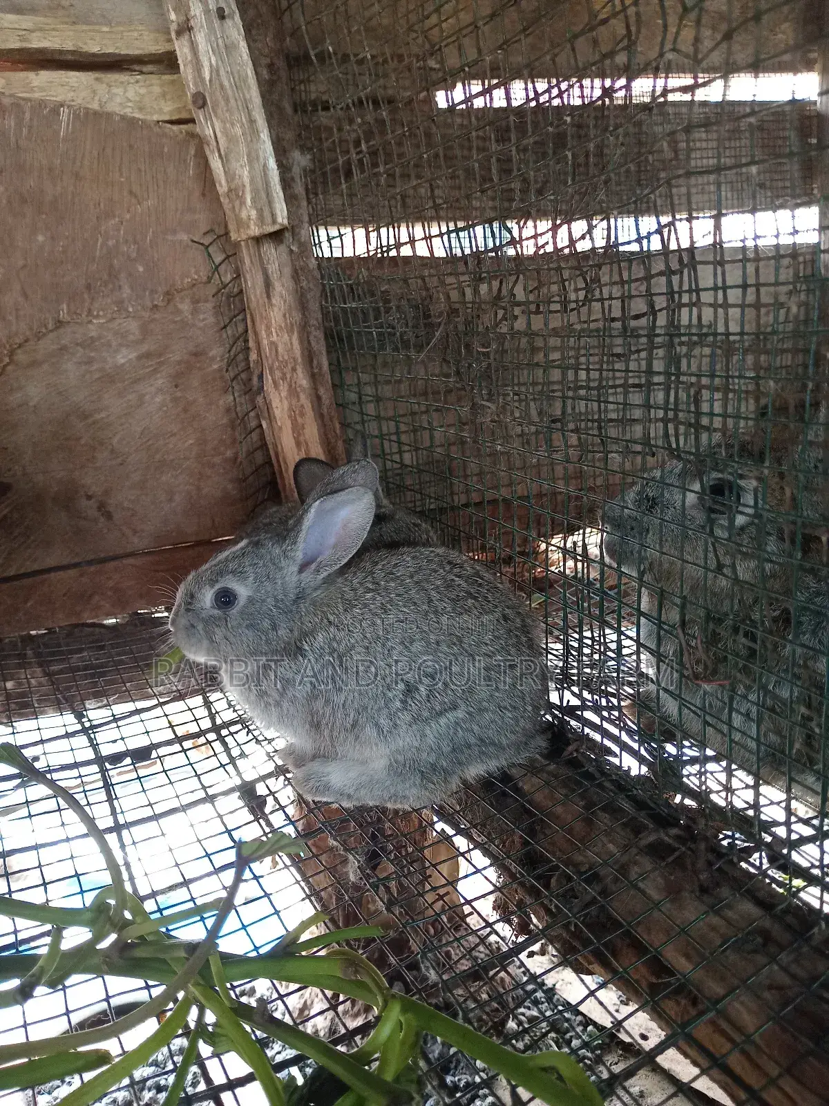 Cross Breed Rabbits in Munyonyo