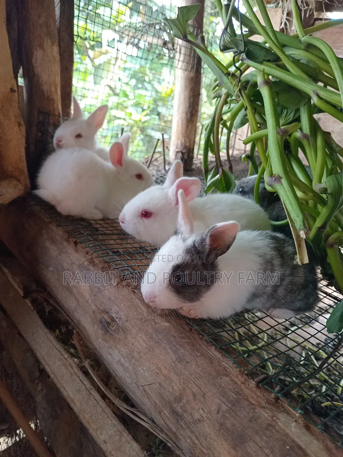 Cross Breed Rabbits in Munyonyo