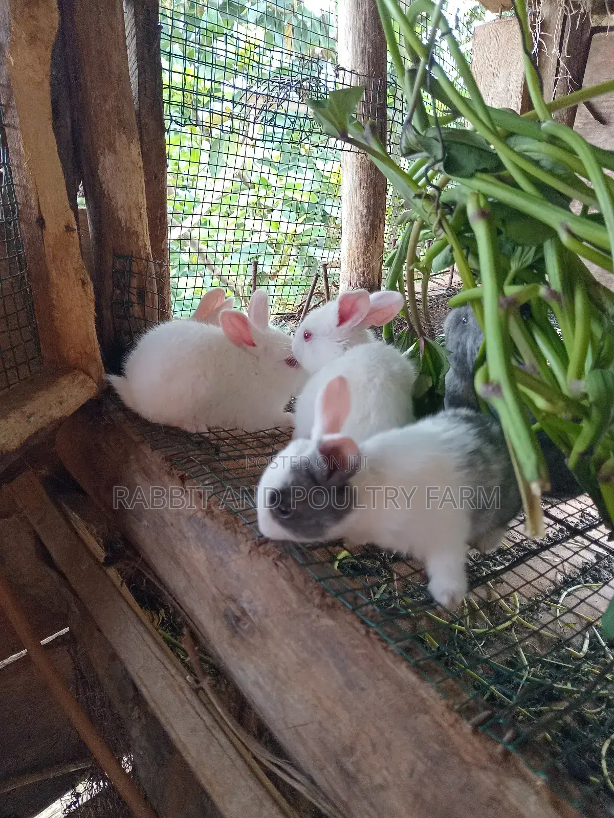 Cross Breed Rabbits in Munyonyo