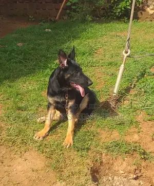 6-12 months Male Purebred German Shepherd