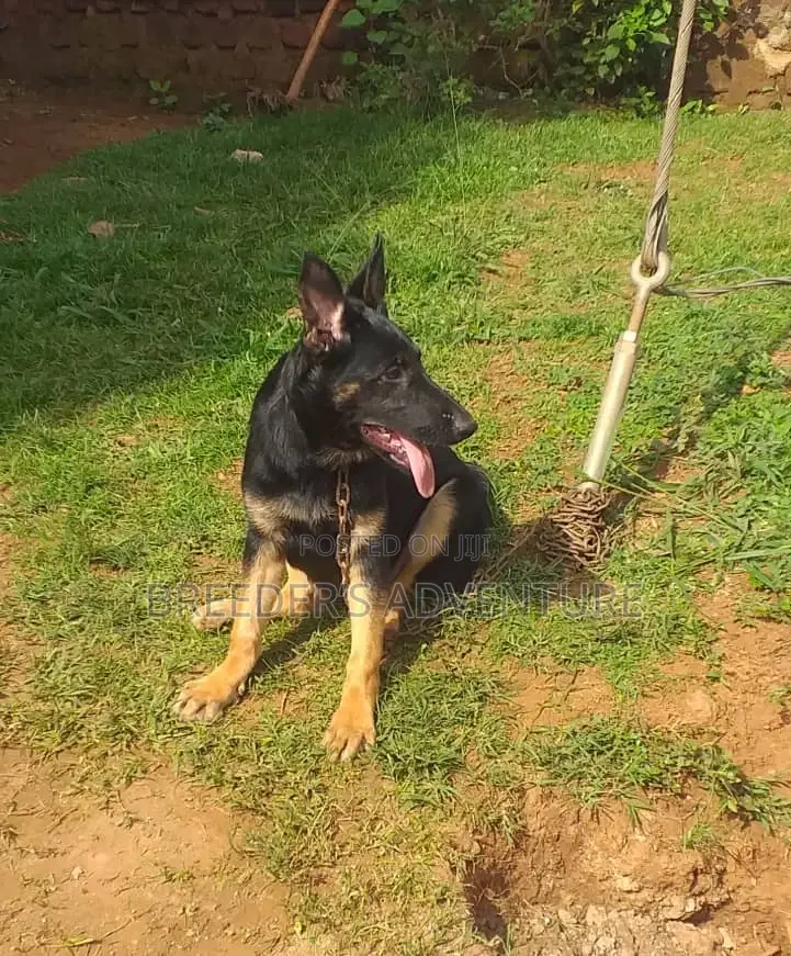 6-12 months Male Purebred German Shepherd