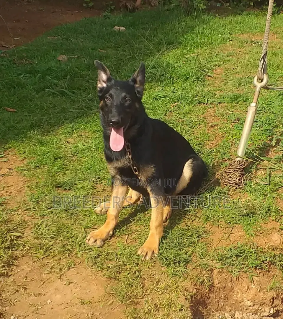 6-12 months Male Purebred German Shepherd