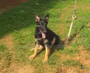 6-12 months Male Purebred German Shepherd