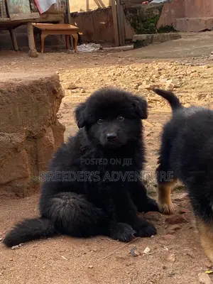 1-3 months Female Purebred German Shepherd