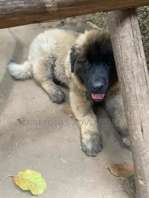 1-3 months Female Purebred Caucasian Shepherd