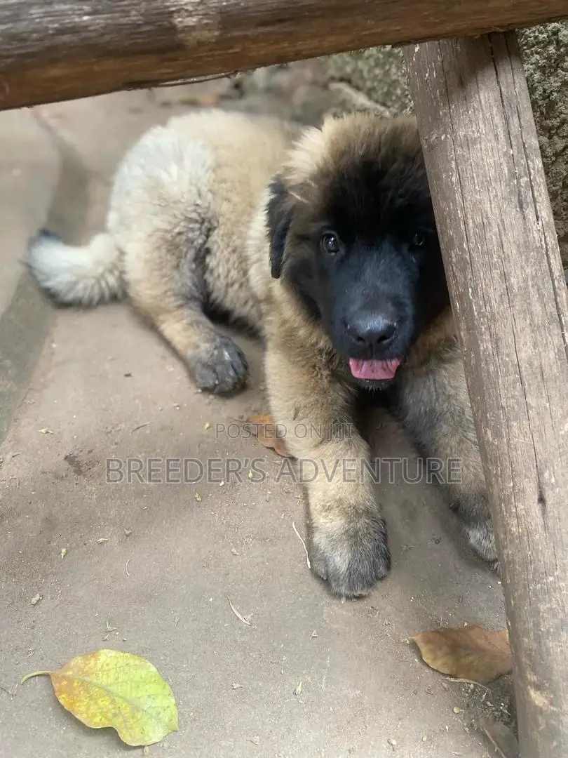 1-3 months Female Purebred Caucasian Shepherd