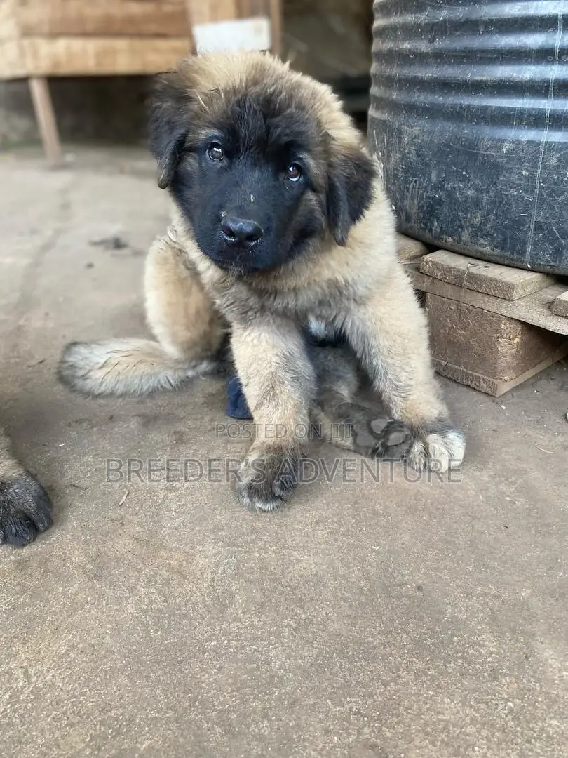 1-3 months Female Purebred Caucasian Shepherd