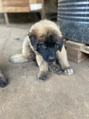 1-3 months Female Purebred Caucasian Shepherd