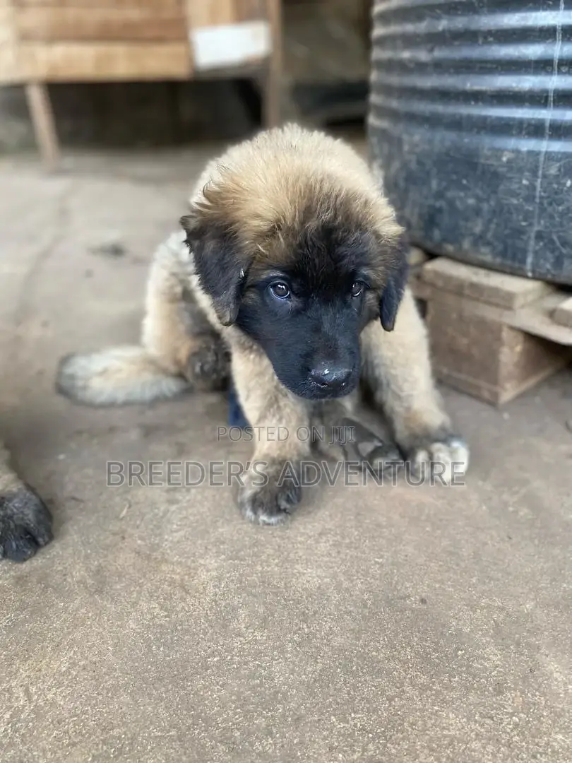 1-3 months Female Purebred Caucasian Shepherd