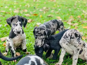 1-3 months Male Purebred Great Dane
