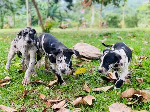 1-3 months Male Purebred Great Dane