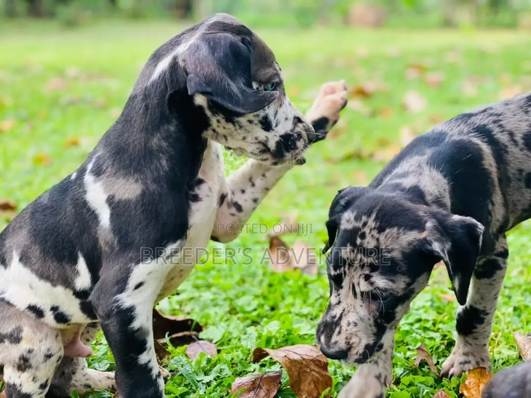 1-3 months Male Purebred Great Dane