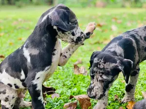 1-3 months Male Purebred Great Dane